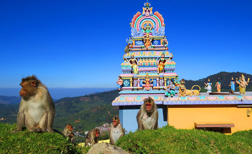 kerala monkey temple